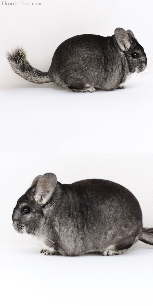 Chinchilla or related item offered for sale or export on Chinchillas.com - 18251 Extra Large Premium Production Quality Standard Female Chinchilla