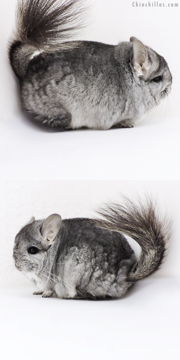 Chinchilla or related item offered for sale or export on Chinchillas.com - 18270 Blocky Standard  Royal Persian Angora Male Chinchilla