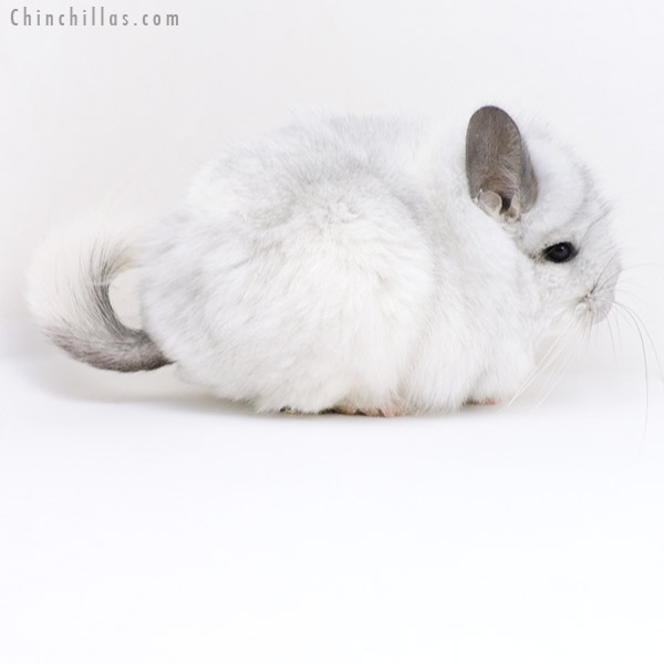 Chinchilla or related item offered for sale or export on Chinchillas.com - 18245 Exceptional White Mosaic  Royal Persian Angora Female Chinchilla