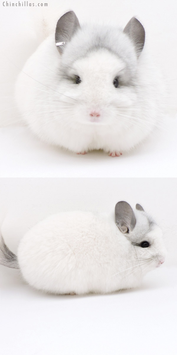 Chinchilla or related item offered for sale or export on Chinchillas.com - 18257 Exceptional Predominantly White  Royal Persian Angora Male Chinchilla