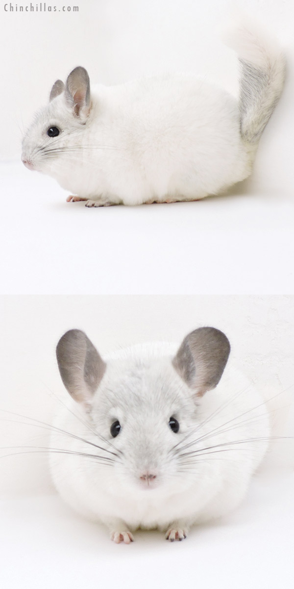 Chinchilla or related item offered for sale or export on Chinchillas.com - 18255 Herd Improvement Quality Predominantly White Male Chinchilla