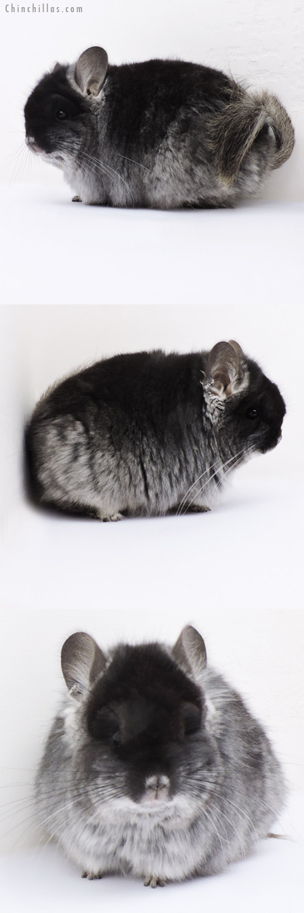 Chinchilla or related item offered for sale or export on Chinchillas.com - 18280 Exceptional Brevi Type Black Velvet  Royal Persian Angora Female Chinchilla