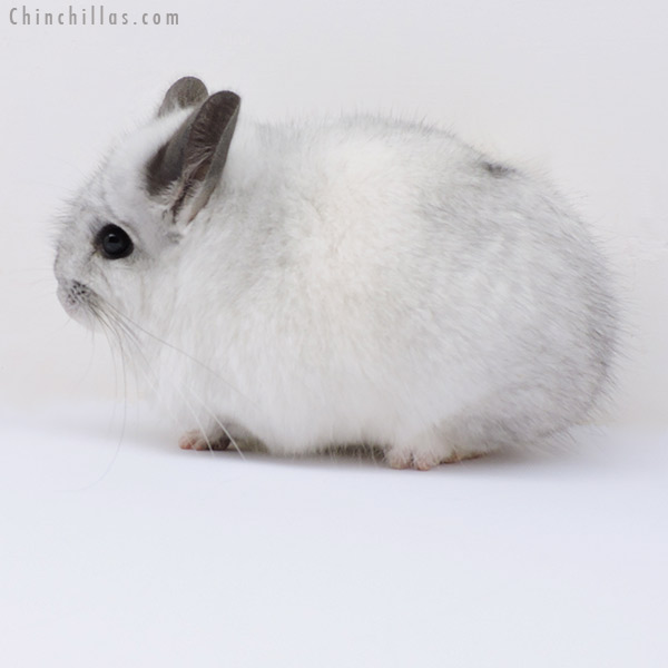 Chinchilla or related item offered for sale or export on Chinchillas.com - 18277 White Mosaic  Royal Persian Angora Male Chinchilla