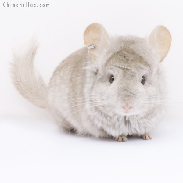Chinchilla or related item offered for sale or export on Chinchillas.com - 18275 Beige ( Ebony & Locken Carrier )  Royal Persian Angora Male Chinchilla
