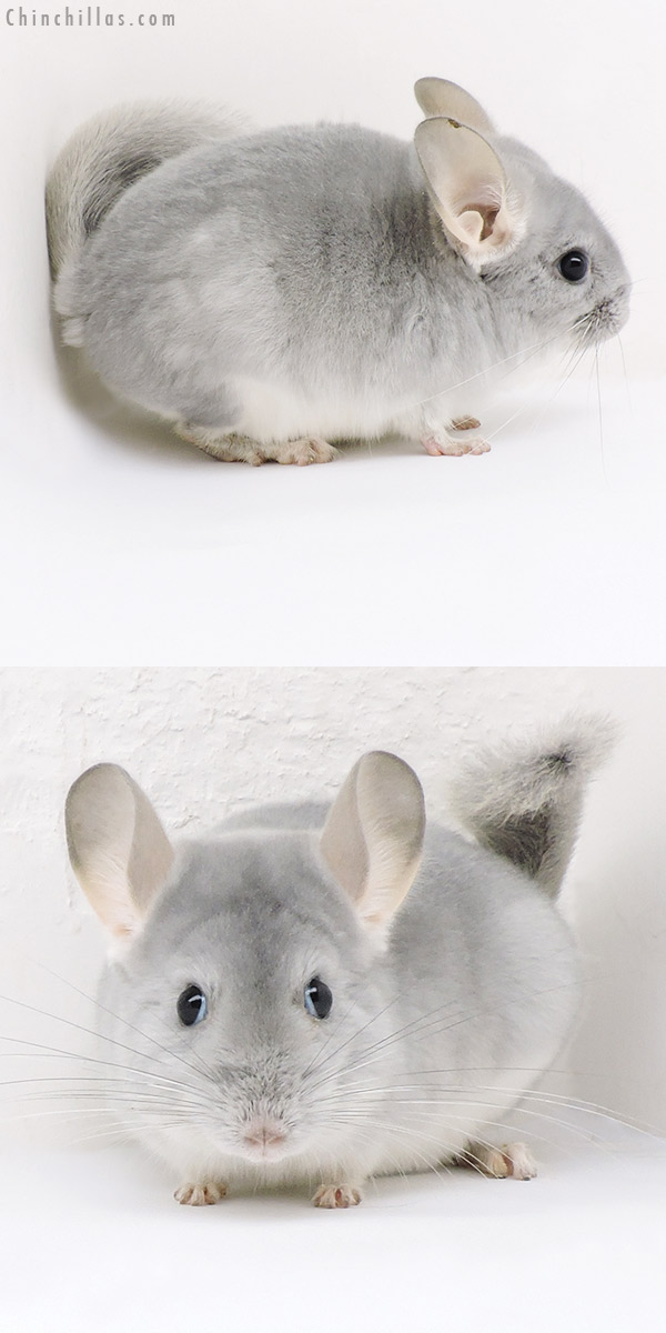 Chinchilla or related item offered for sale or export on Chinchillas.com - 19163 Top Show Quality Blue Diamond Male Chinchilla