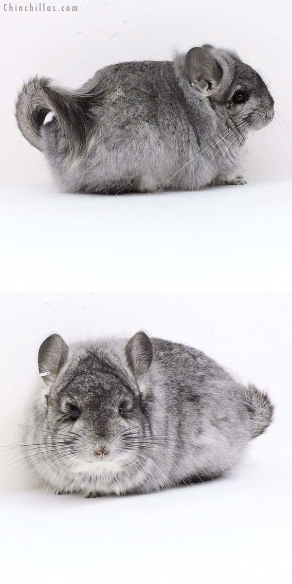 19176 Exceptional Standard  Royal Persian Angora Female Chinchilla with Lion Mane
