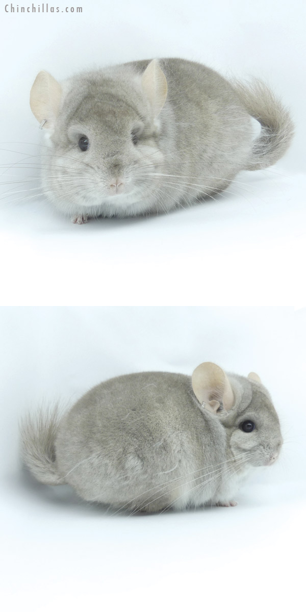 19422 Beige  Royal Persian Angora Male Chinchilla