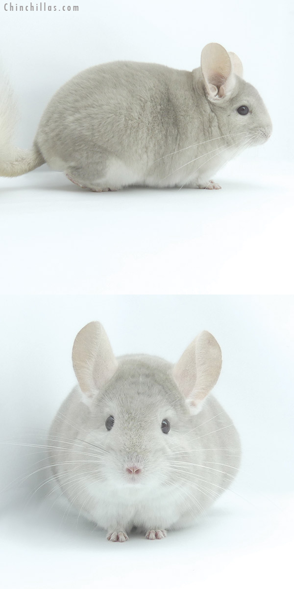 19486 Top Show Quality Beige / Violet Male Chinchilla
