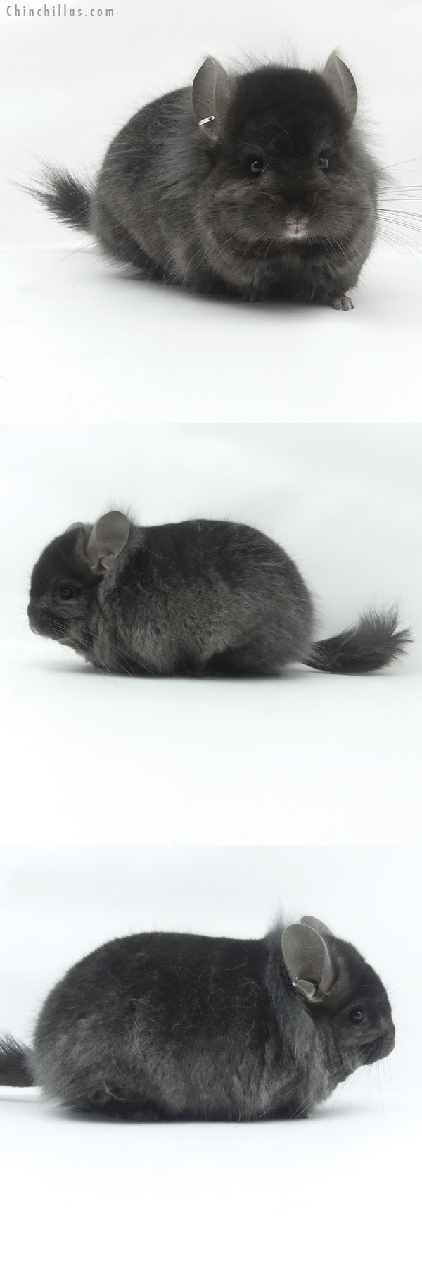 20055 Exceptional Ebony ( Locken Carrier )  Royal Persian Angora Male Chinchilla with Lion Mane