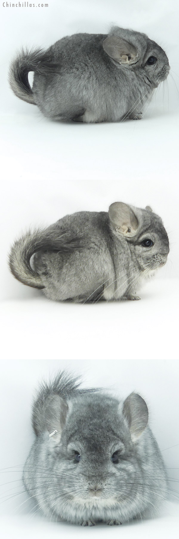20120 Exceptional Standard ( Sapphire Carrier )  Royal Persian Angora Male Chinchilla