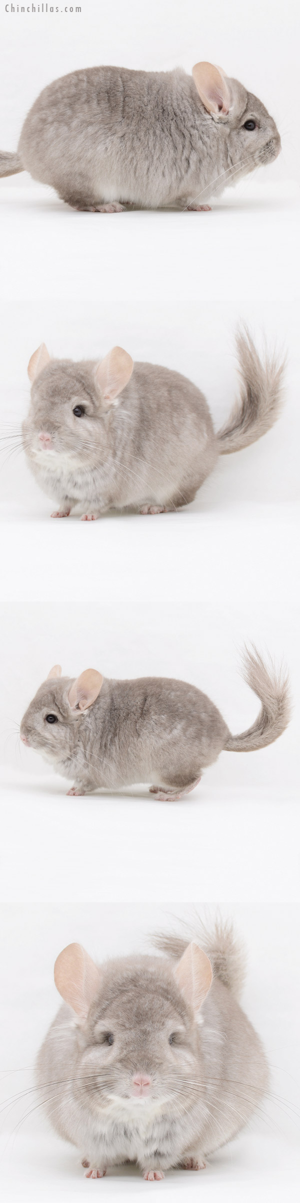 20252 Blocky Beige  Royal Persian Angora Male Chinchilla