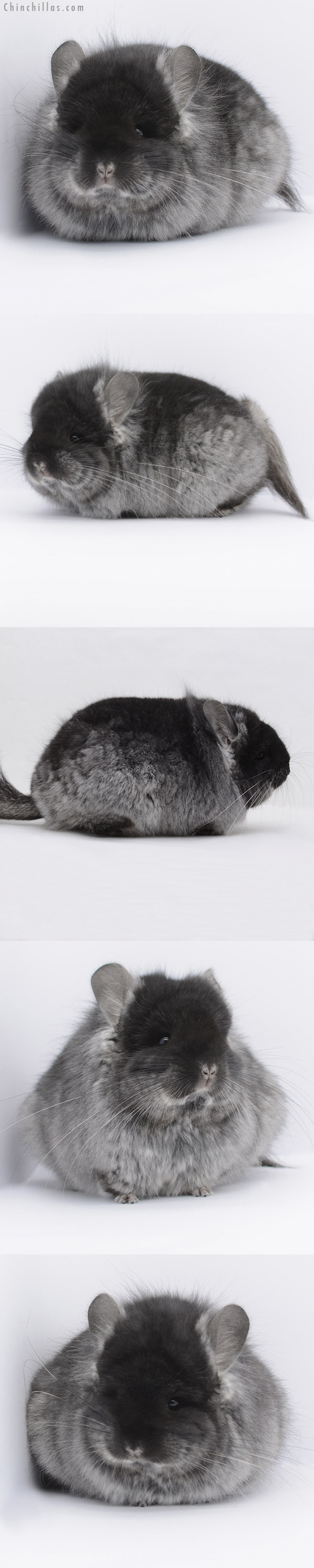 20249 Large Blocky Brevi Type Black Velvet  Royal Persian Angora Female Chinchilla