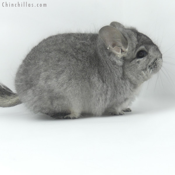 19462 Blocky Standard ( Ebony & Locken Carrier )  Royal Persian Angora Male Chinchilla