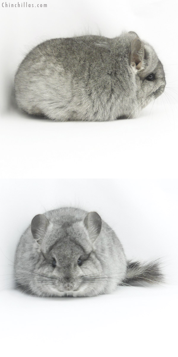 19477 Exceptional Standard  Royal Persian Angora Female Chinchilla