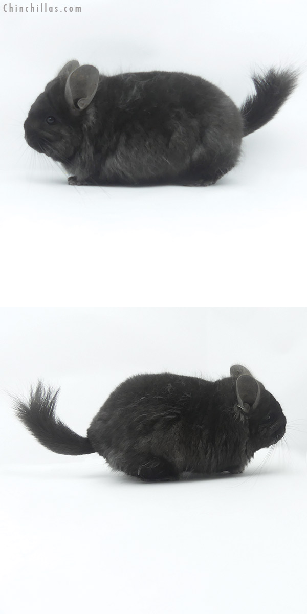 19500 Ebony ( Locken Carrier )  Royal Persian Angora Female Chinchilla