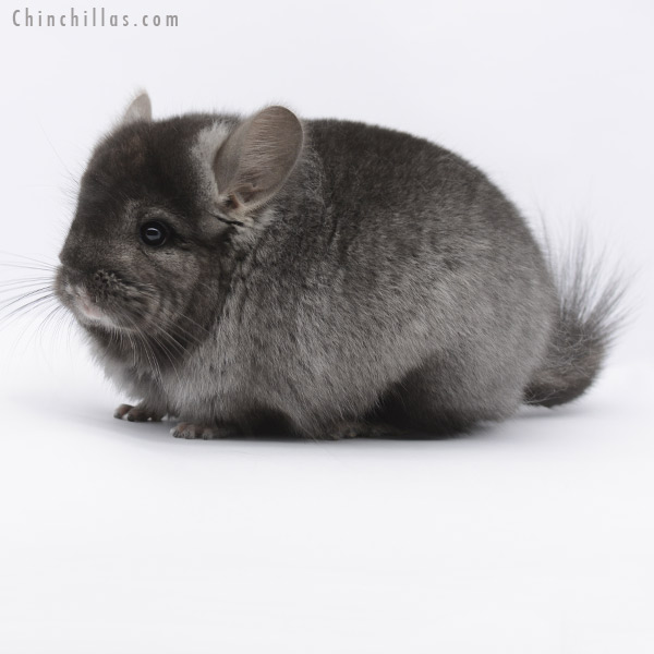 20277 Ebony ( Locken Carrier )  Royal Persian Angora Male Chinchilla