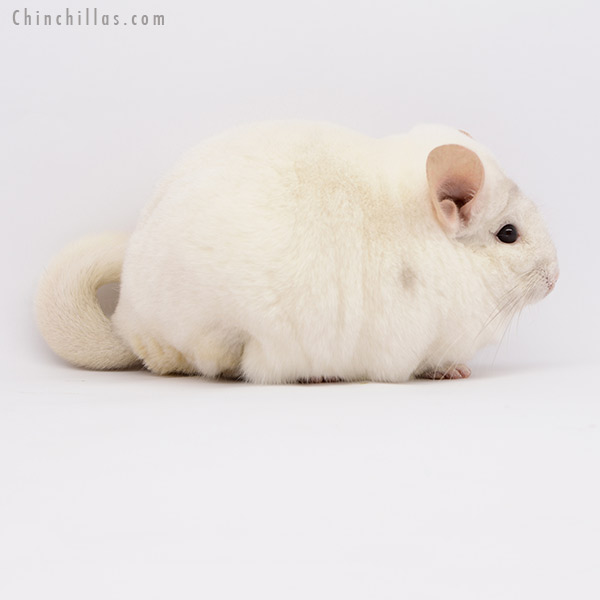 20283 Show Quality Pink White Male Chinchilla