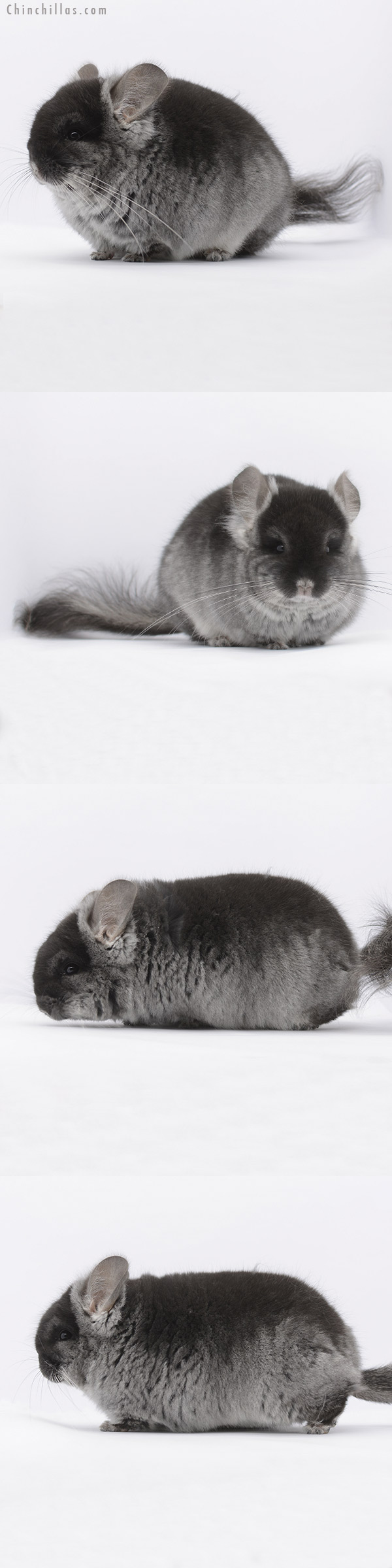 20286 Blocky Brevi Type Black Velvet  Royal Persian Angora Male Chinchilla