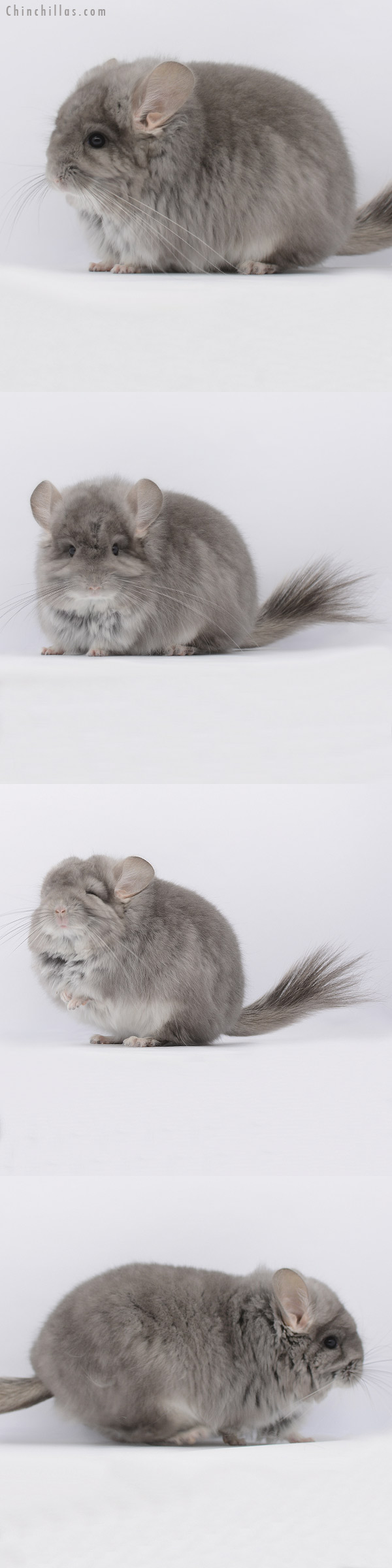 20285 Blocky Violet  Royal Persian Angora Female Chinchilla