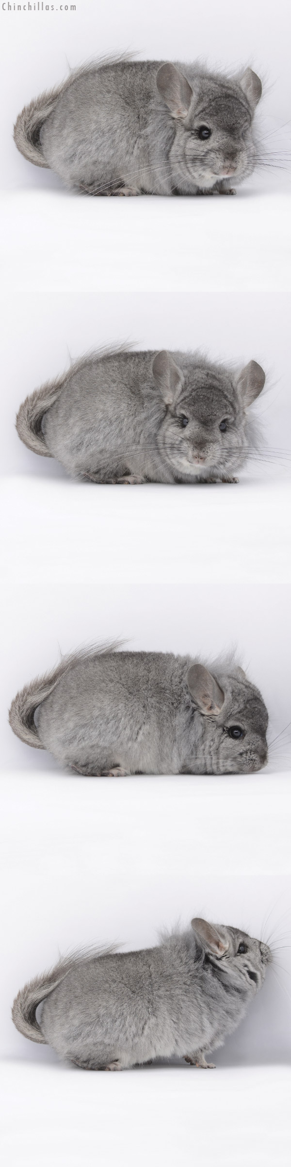 20287 Standard  Royal Persian Angora Male Chinchilla with Lion Mane