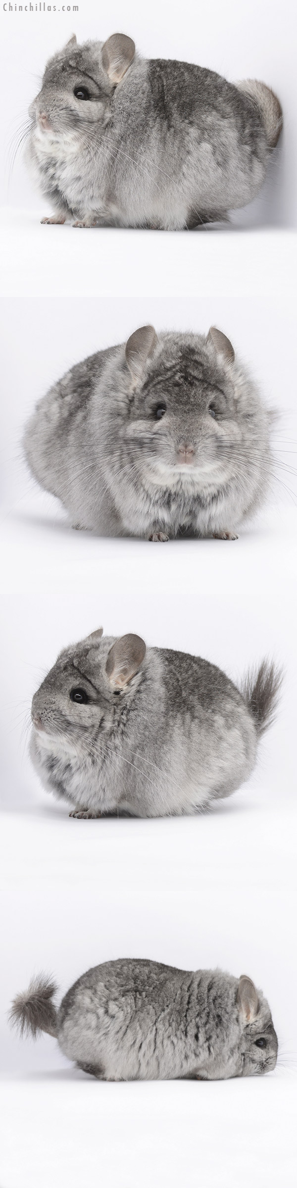 20290 Extra Large Blocky Standard  Royal Persian Angora Male Chinchilla