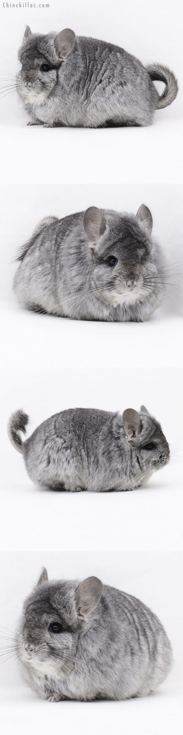 20246 Standard ( Ebony & Locken Carrier )  Royal Persian Angora Female Chinchilla