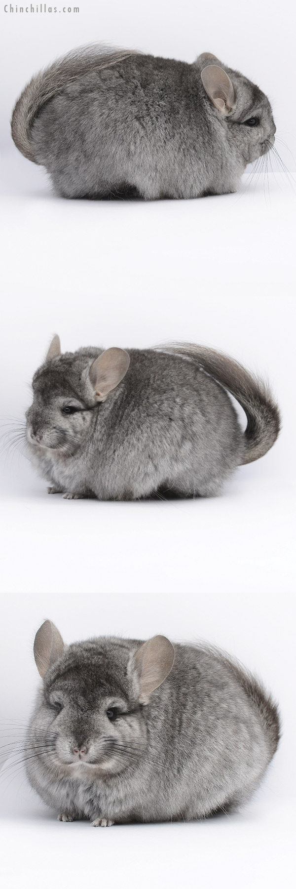 20253 Standard ( Ebony & Locken Carrier )  Royal Persian Angora Female Chinchilla