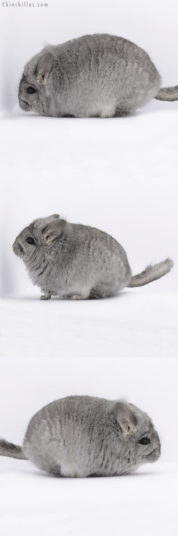 20289 Standard  Royal Persian Angora Female Chinchilla