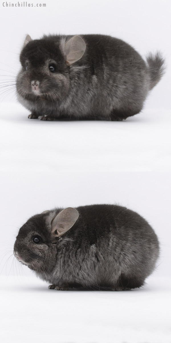 20291 Ebony ( Locken Carrier )  Royal Persian Angora Male Chinchilla