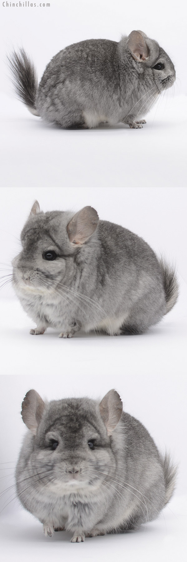 20310 Standard ( Sapphire Carrier )  Royal Persian Angora Female Chinchilla