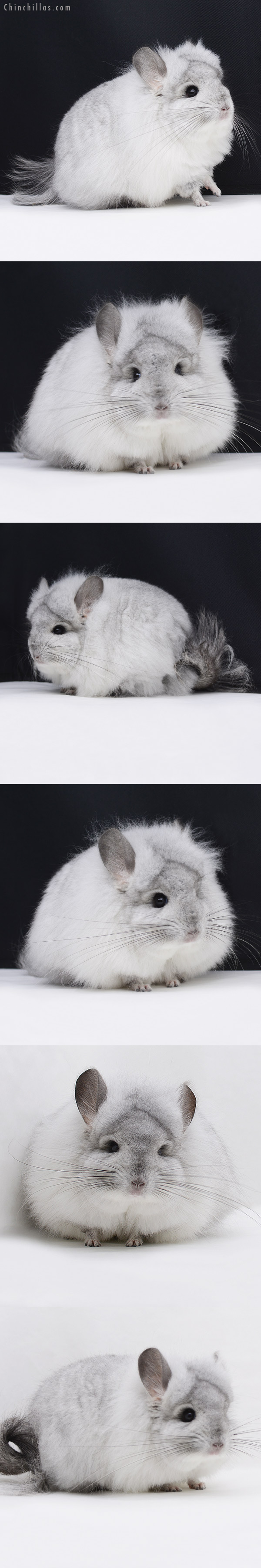 Chinchilla or related item offered for sale or export on Chinchillas.com - 20251 Exceptional White Mosaic G3  Royal Persian Angora Male Chinchilla