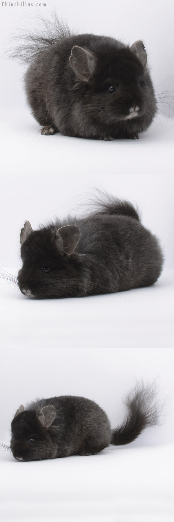 20301 Ebony ( Locken Carrier )  Royal Persian Angora Male Chinchilla