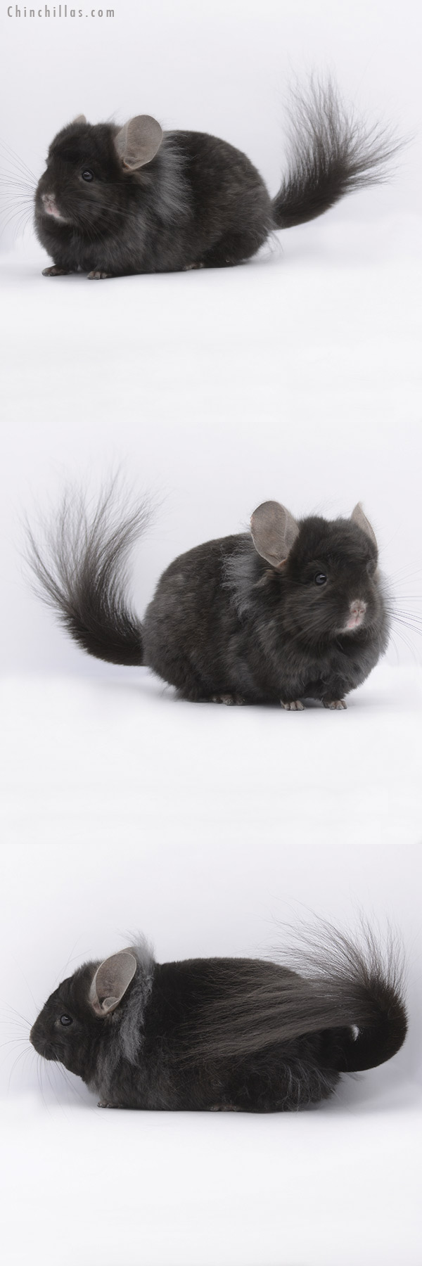 20309 Ebony ( Locken Carrier )  Royal Persian Angora Male Chinchilla