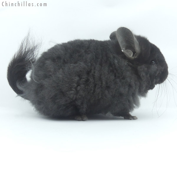 21044 Exceptional Ebony  Royal Imperial Angora Female Chinchilla