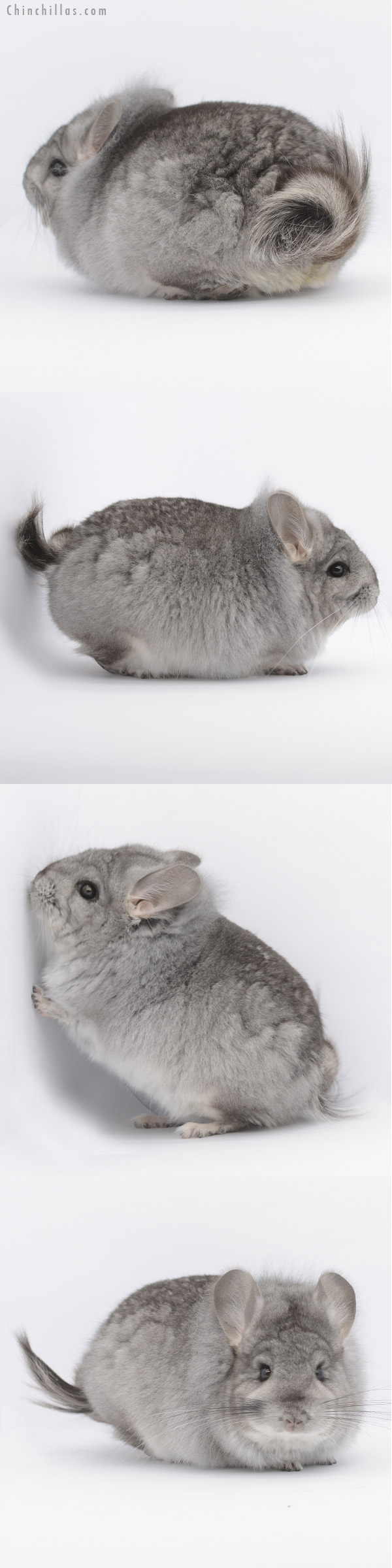 20317 Standard  Royal Persian Angora Male Chinchilla