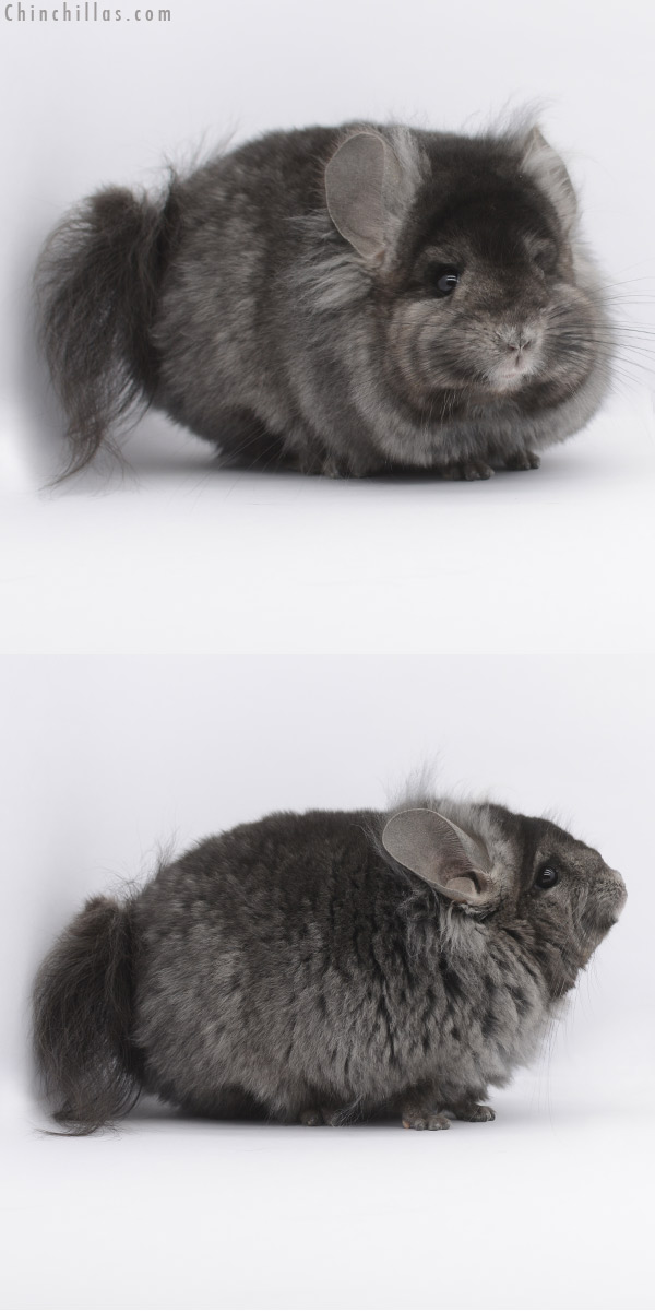 20318 Ebony ( Locken Carrier )  Royal Persian Angora Male Chinchilla