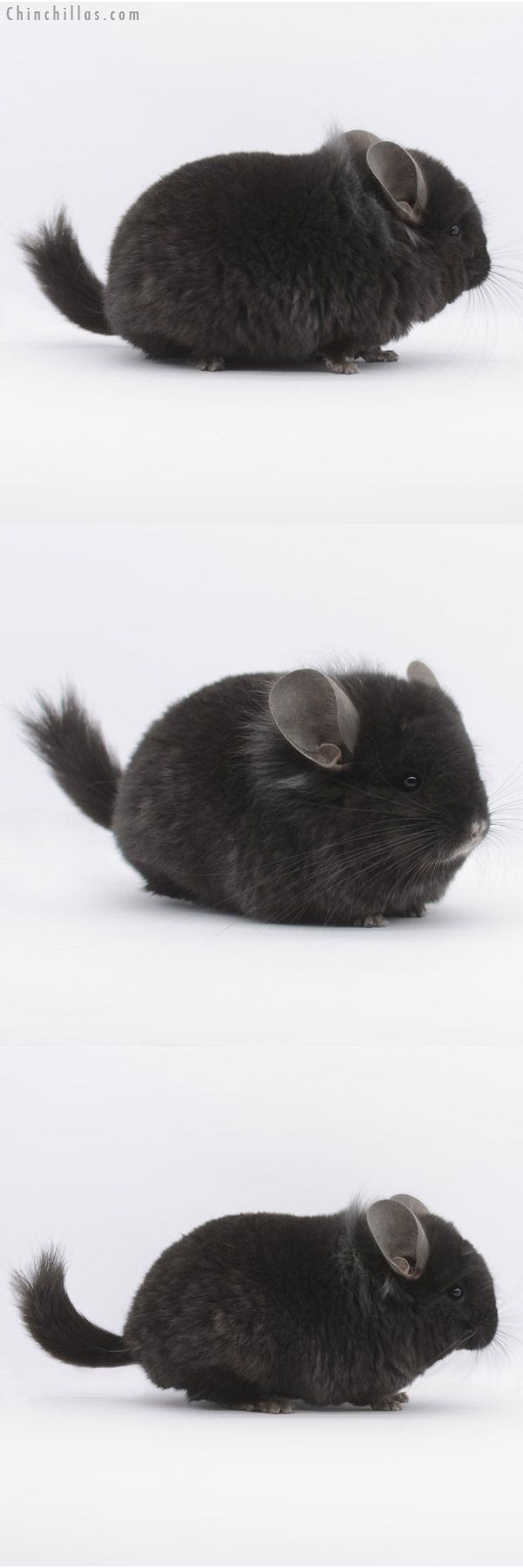 20320 Ebony ( Locken Carrier )  Royal Persian Angora Male Chinchilla