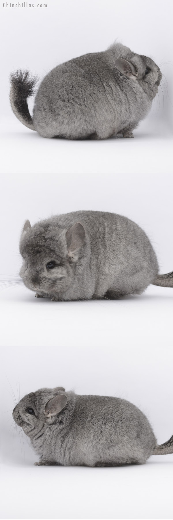 20334 Blocky Standard ( Ebony & Locken Carrier )  Royal Persian Angora Female Chinchilla