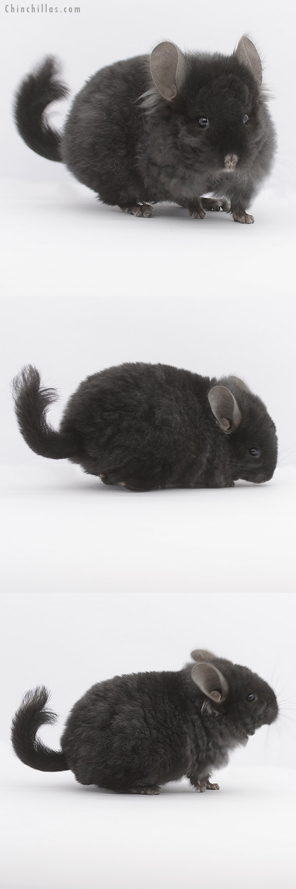 21057 Ebony  Royal Imperial Angora Male Chinchilla