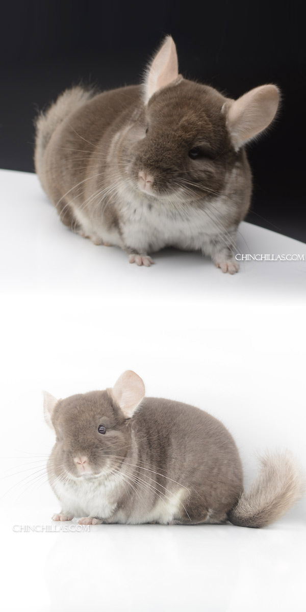 Chinchilla or related item offered for sale or export on Chinchillas.com - 23080 National 2nd Place TOV Beige / Brown Velvet Male Chinchilla