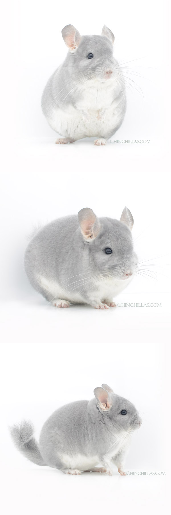 Chinchilla or related item offered for sale or export on Chinchillas.com - 22198 Show Quality Blue Diamond Female Chinchilla