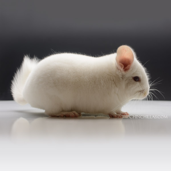 Chinchilla or related item offered for sale or export on Chinchillas.com - 23107 Homozygous Pink White Male Chinchilla