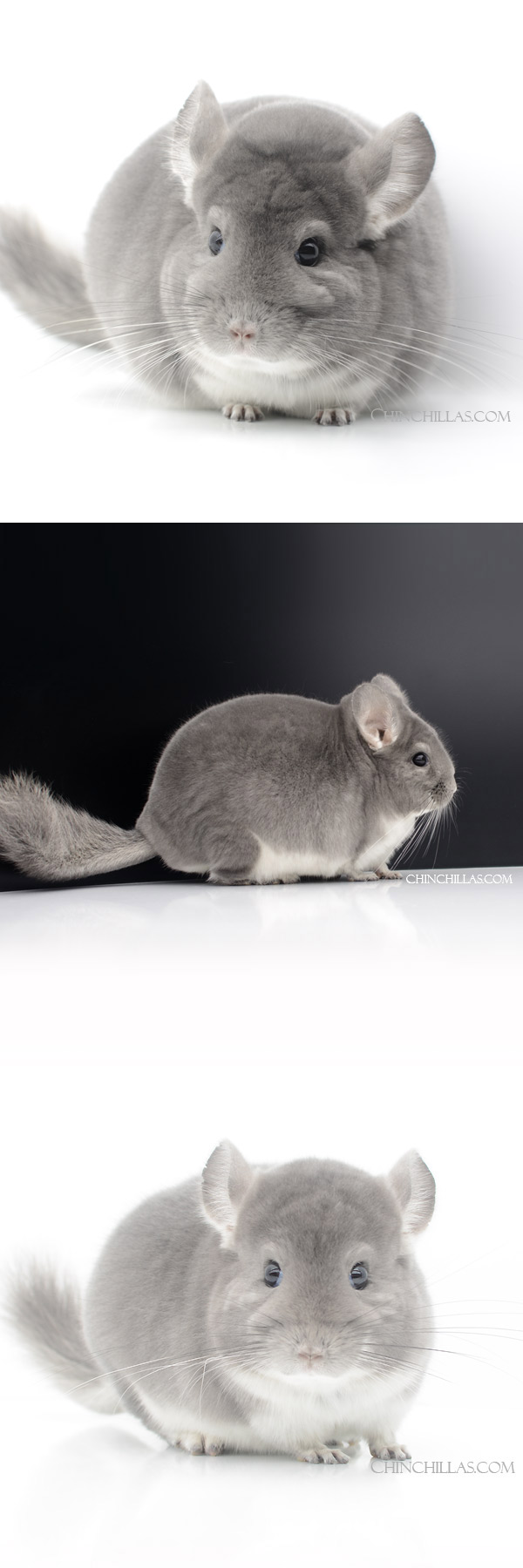 Chinchilla or related item offered for sale or export on Chinchillas.com - 23117 Extra Large Herd Improvement Quality Violet Male Chinchilla
