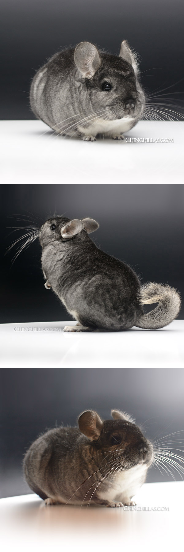 Chinchilla or related item offered for sale or export on Chinchillas.com - 23160 Show Quality Standard Female Chinchilla