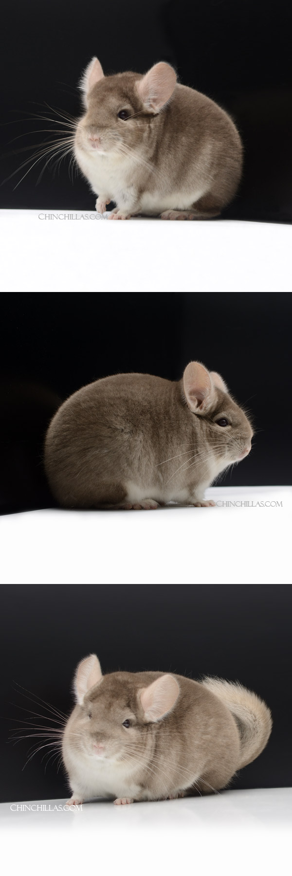 Chinchilla or related item offered for sale or export on Chinchillas.com - 22040 Show Quality Beige Male Chinchilla