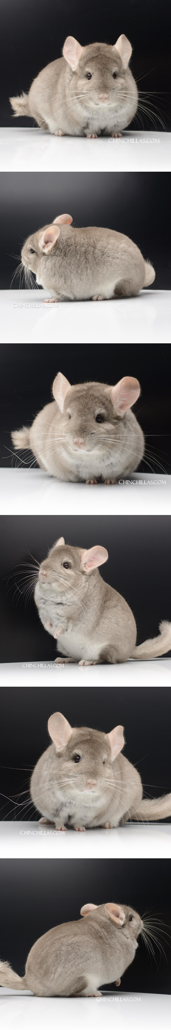 Chinchilla or related item offered for sale or export on Chinchillas.com - 24048 Large Blocky Premium Production Quality Beige Female Chinchilla