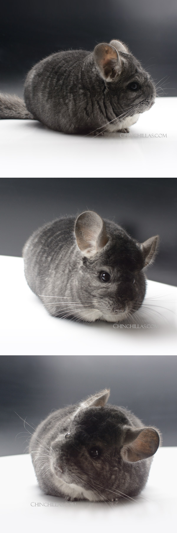 Chinchilla or related item offered for sale or export on Chinchillas.com - 24047 Large Blocky Show Quality Standard Male Chinchilla