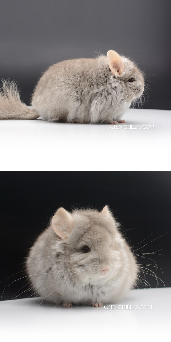 Chinchilla or related item offered for sale or export on Chinchillas.com - 000027 Beige Royal Persian Angora Male Chinchilla