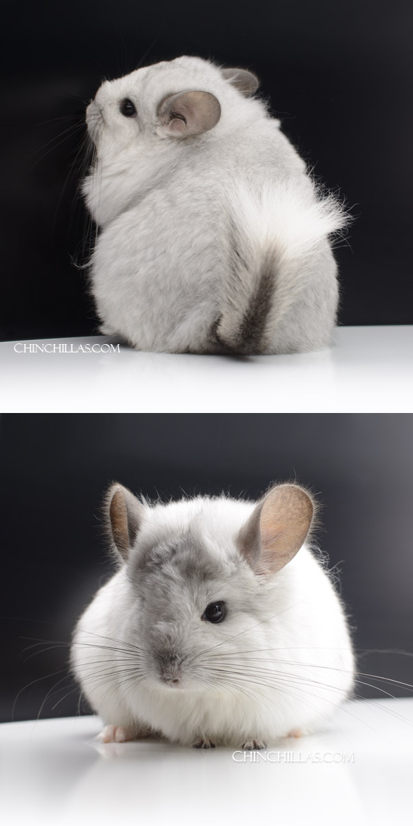Chinchilla or related item offered for sale or export on Chinchillas.com - 22088 Exceptional White Mosaic G2 Royal Persian Angora Female Chinchilla