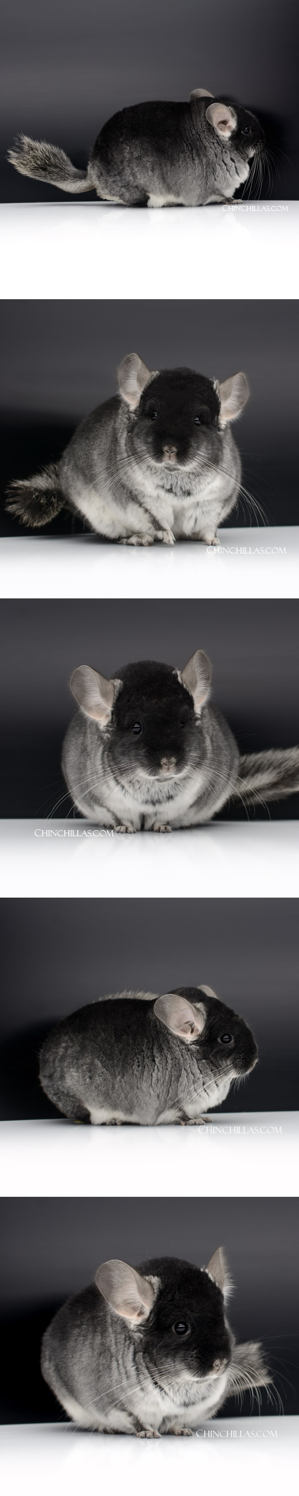 Chinchilla or related item offered for sale or export on Chinchillas.com - 000044 Large Blocky Herd Improvement Quality Black Velvet Male Chinchilla